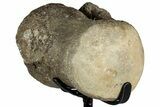Fossil Mosasaur Vertebra w/ Metal Stand - Texas #316048-2